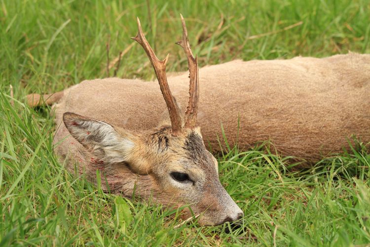 őzbak vadászat, Cigánd